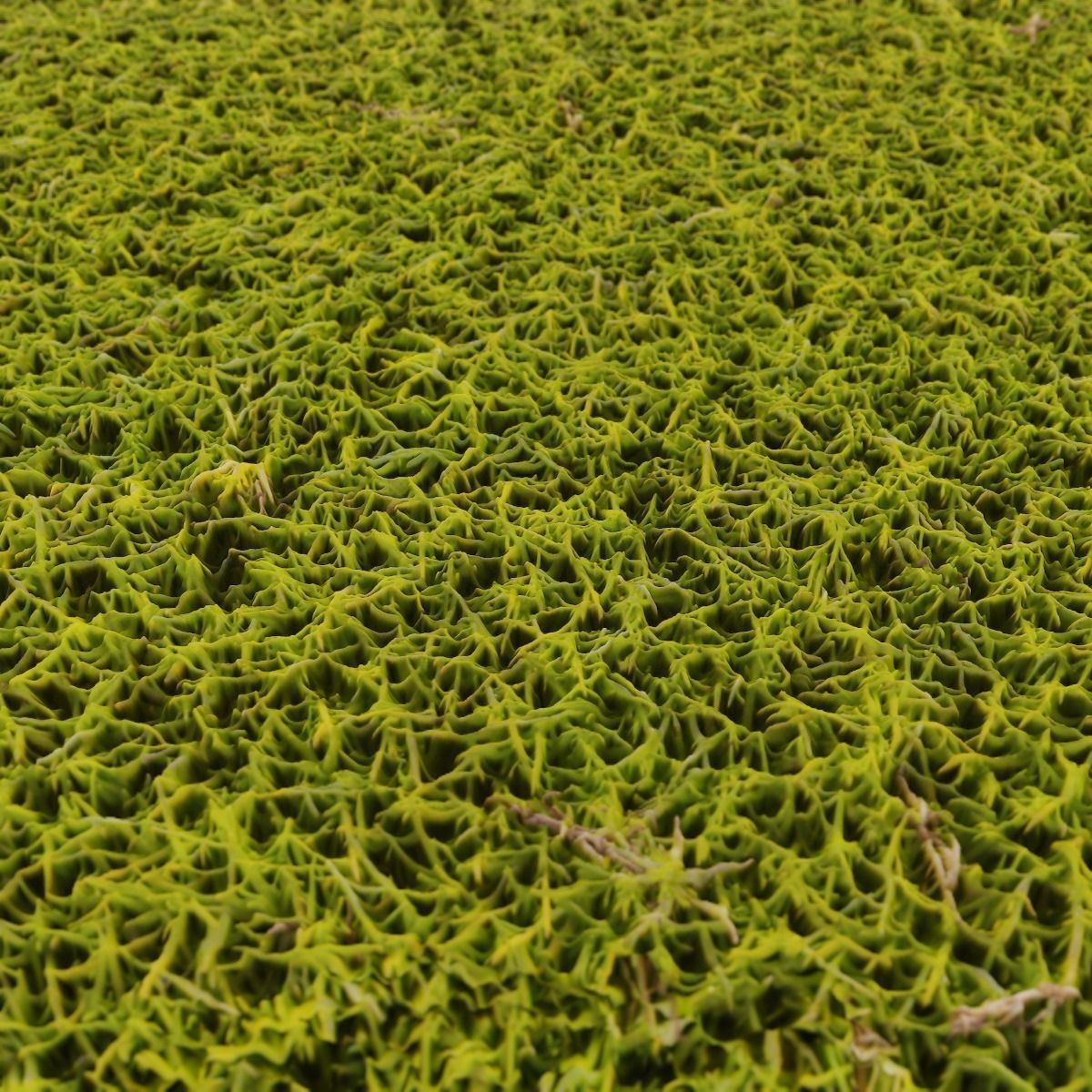 Moss PBR Texture Texture_10