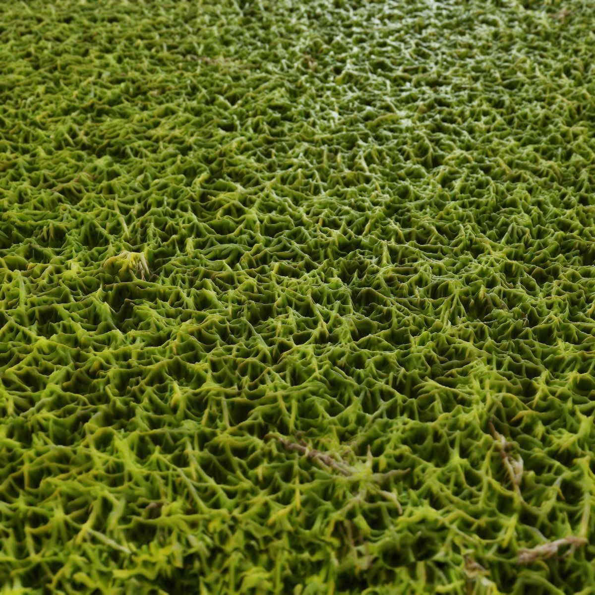 Moss PBR Texture Texture_14