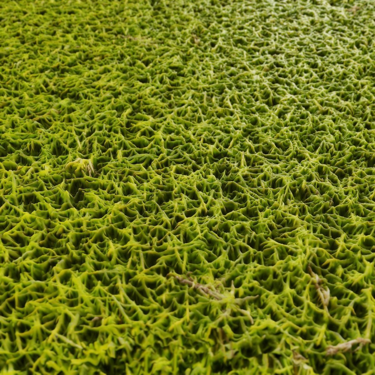 Moss PBR Texture Texture_12