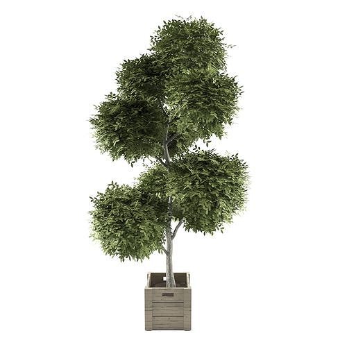 Boxwood set 01 3D model
