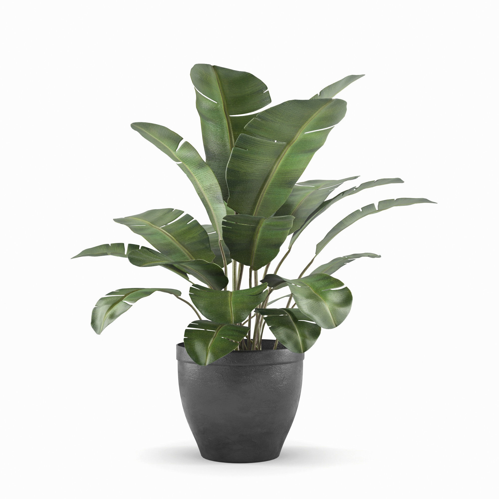 Banana palm plant 3D model_1