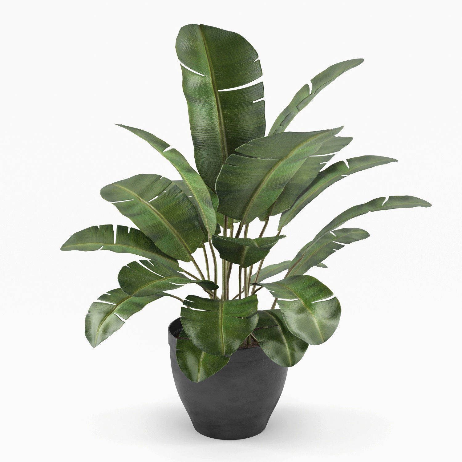 Banana palm plant 3D model_3