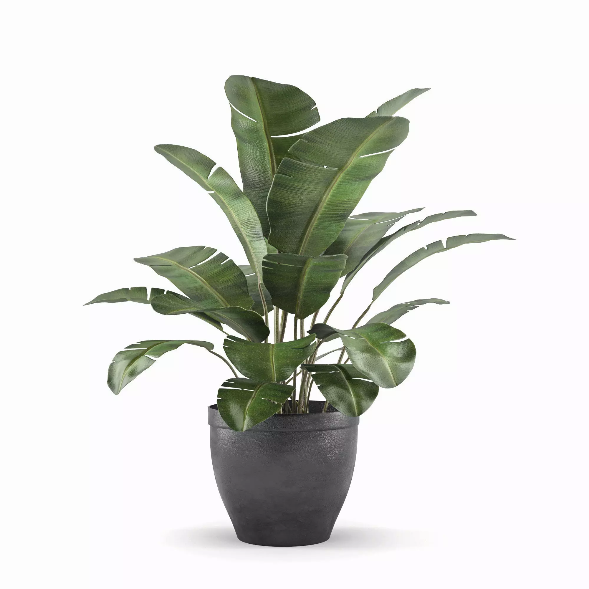 Banana palm plant 3D model_0