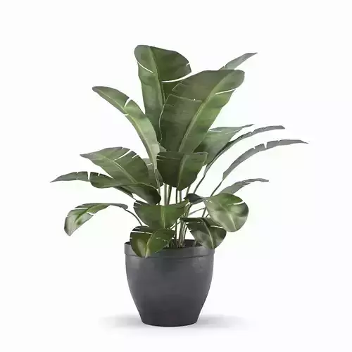 Banana palm plant  3D model