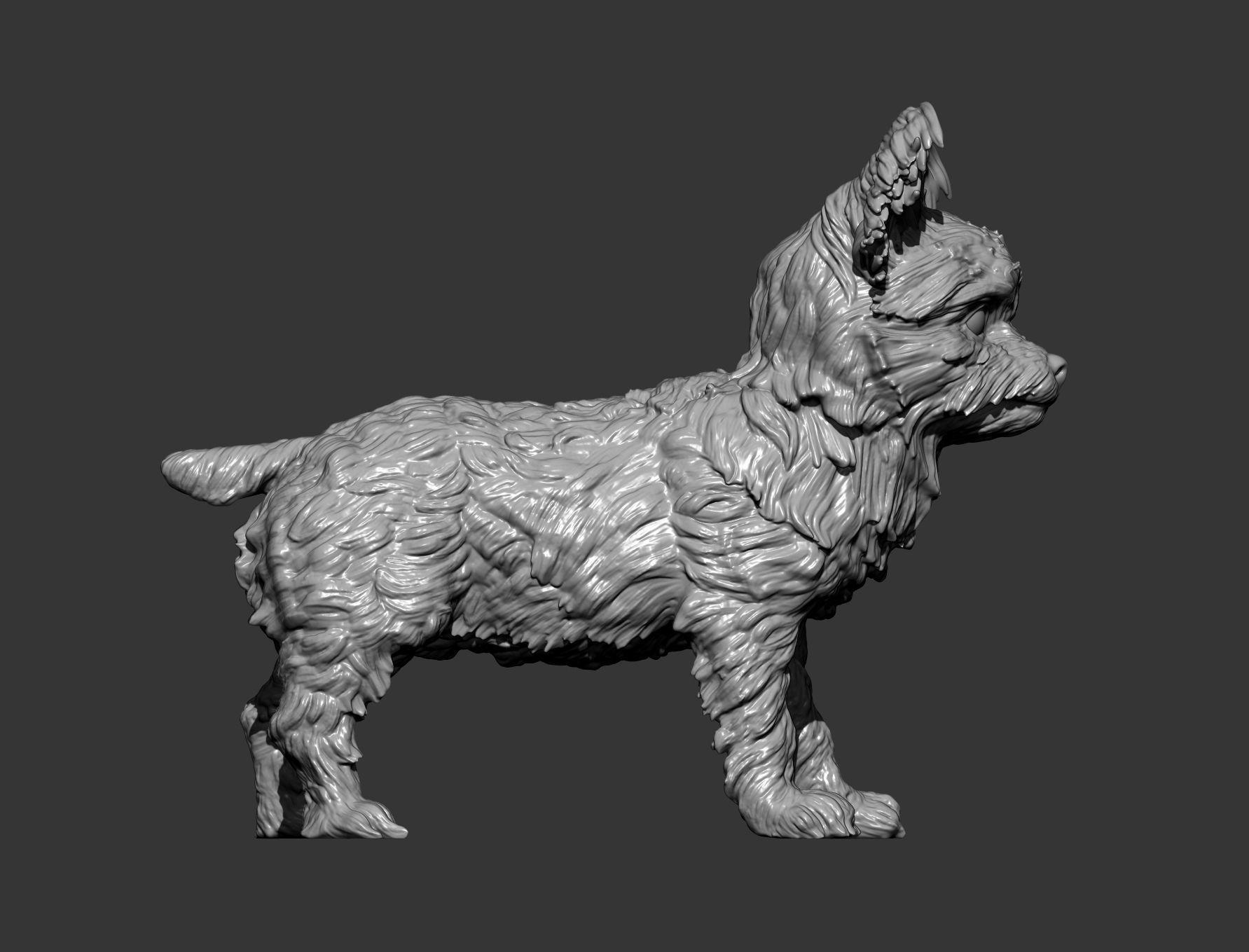 Yorkshire terrier 3D print model_7