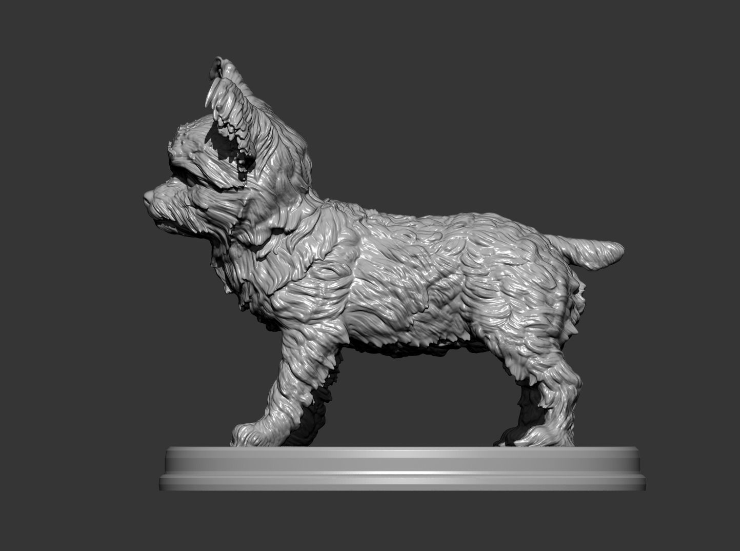 Yorkshire terrier 3D print model_1