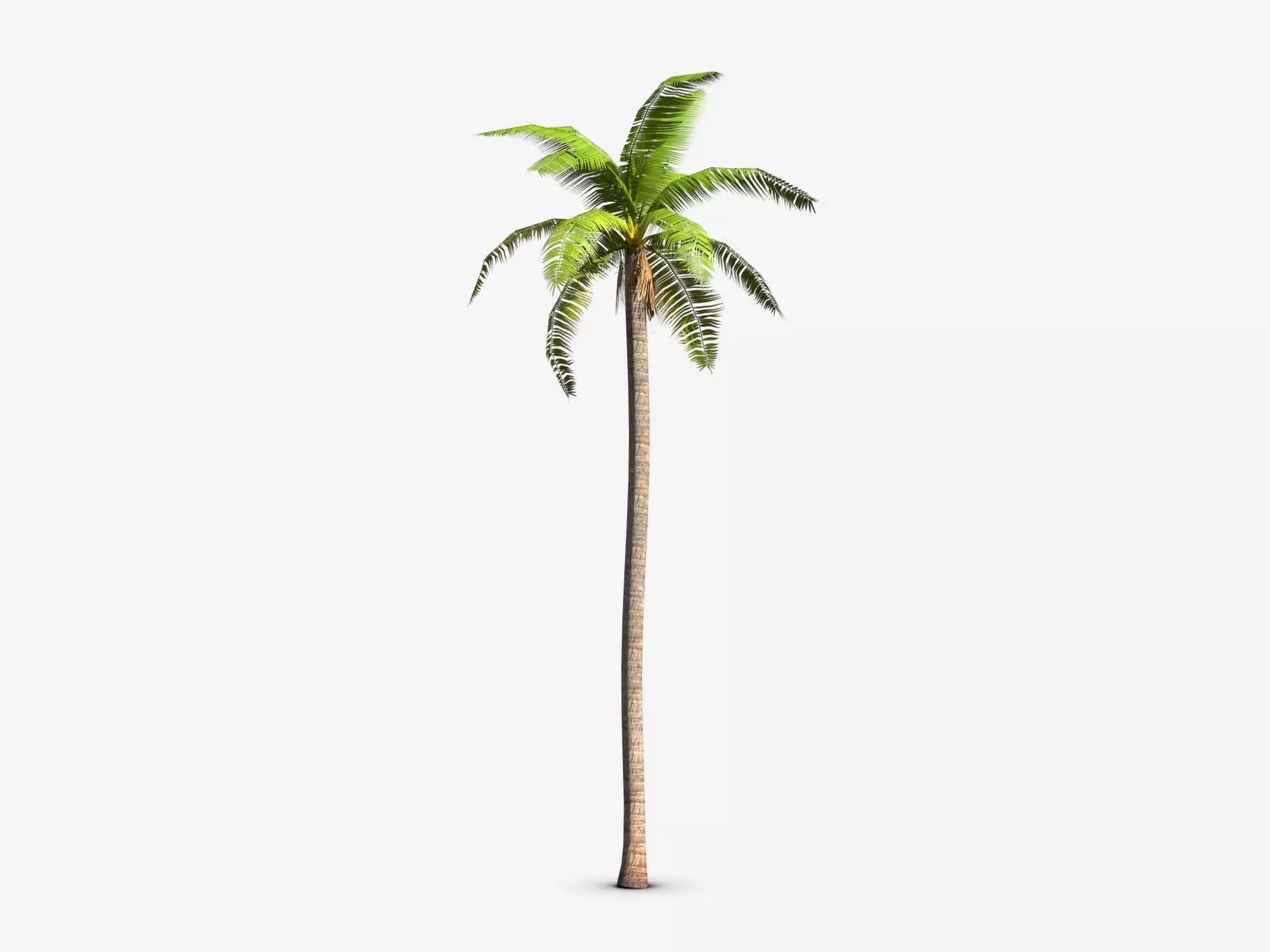 coconut palm Low-poly 3D model_0