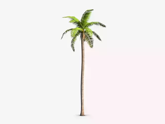 coconut palm