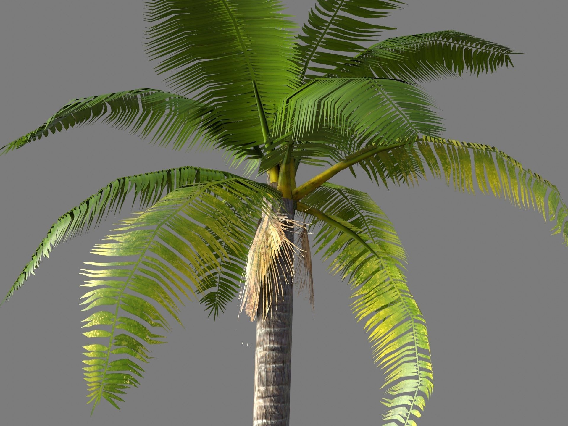 coconut palm Low-poly 3D model_2