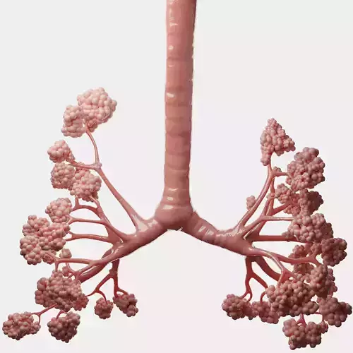 Human Bronchi Alveoli 3D model