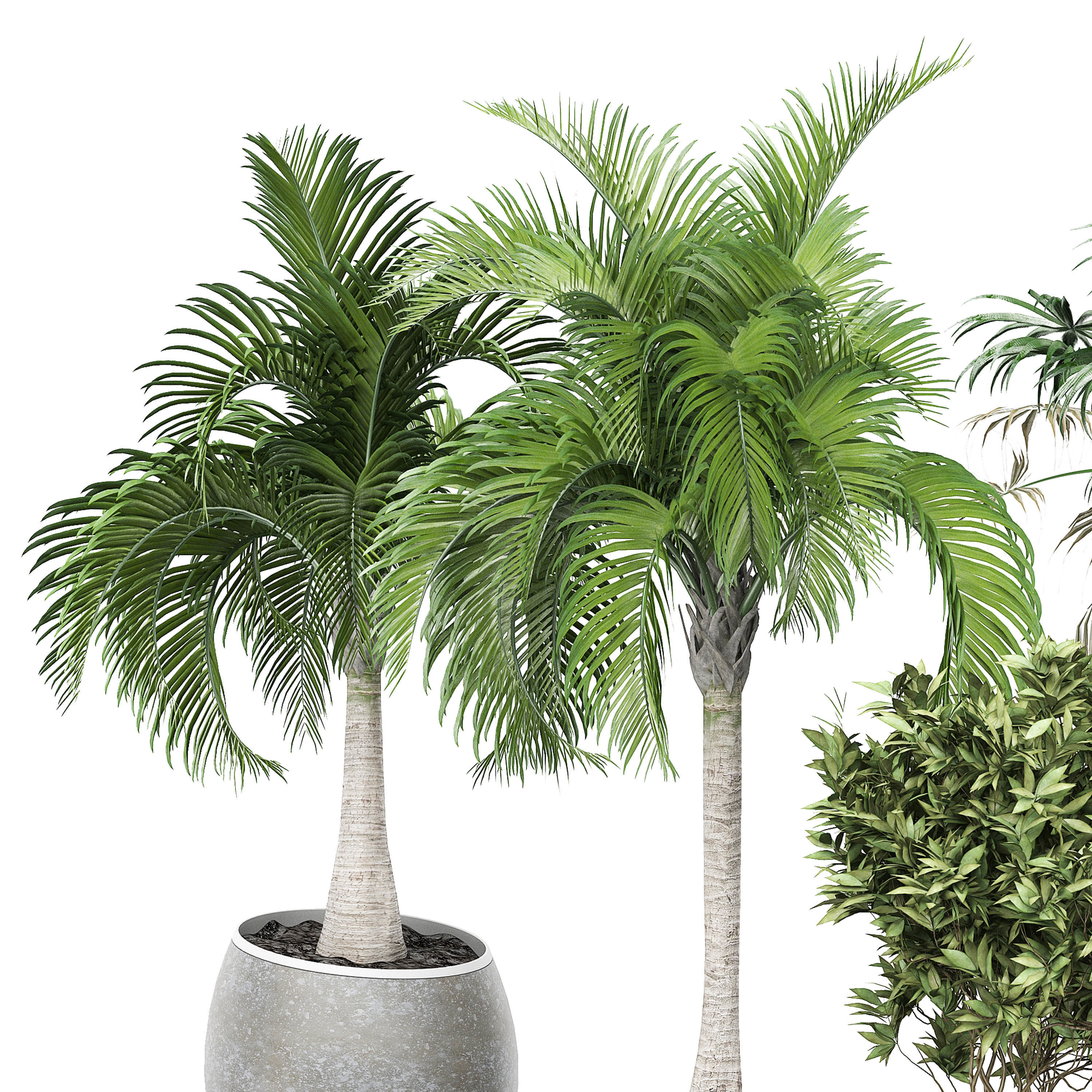 Flower Pack 150 3D model_1