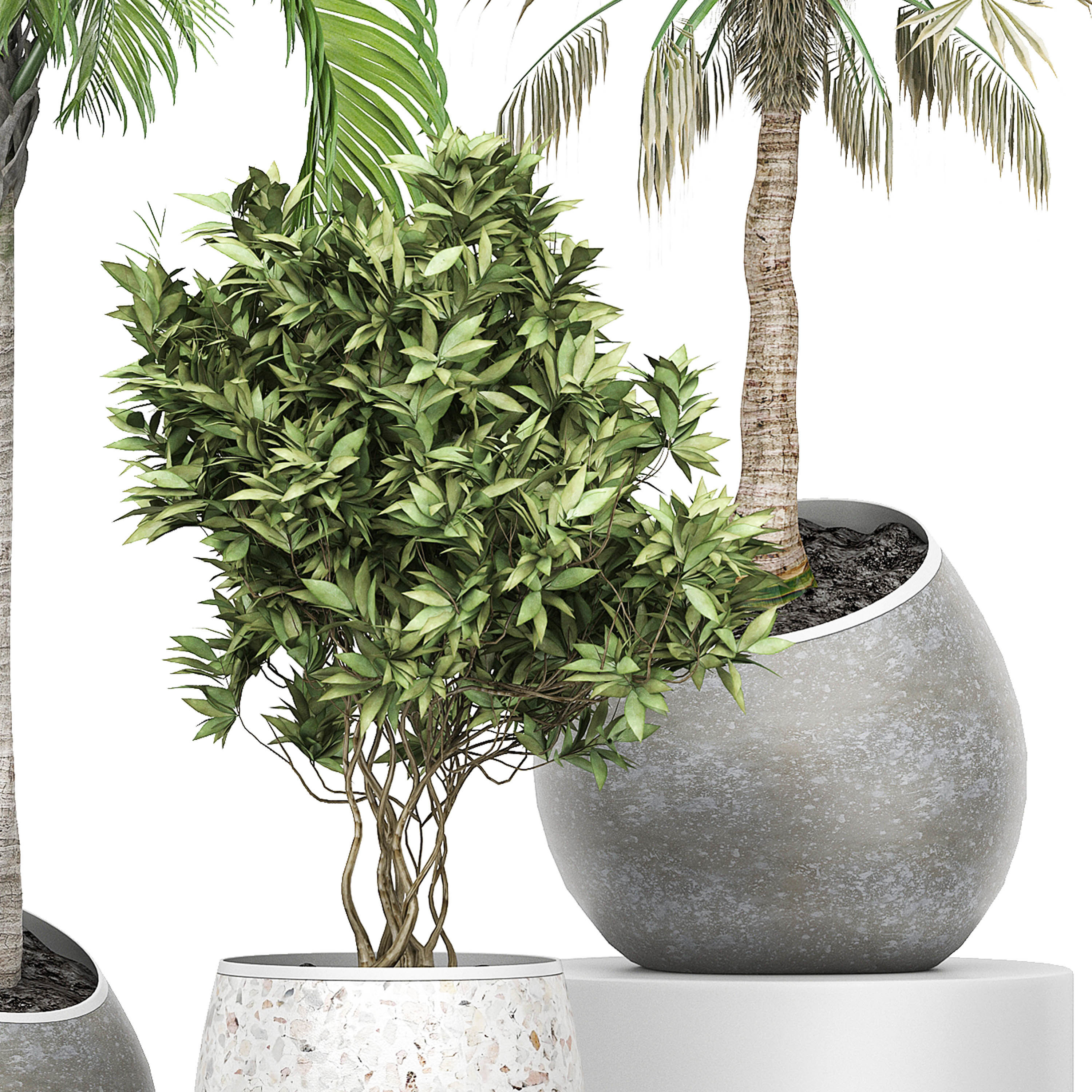 Flower Pack 150 3D model_3