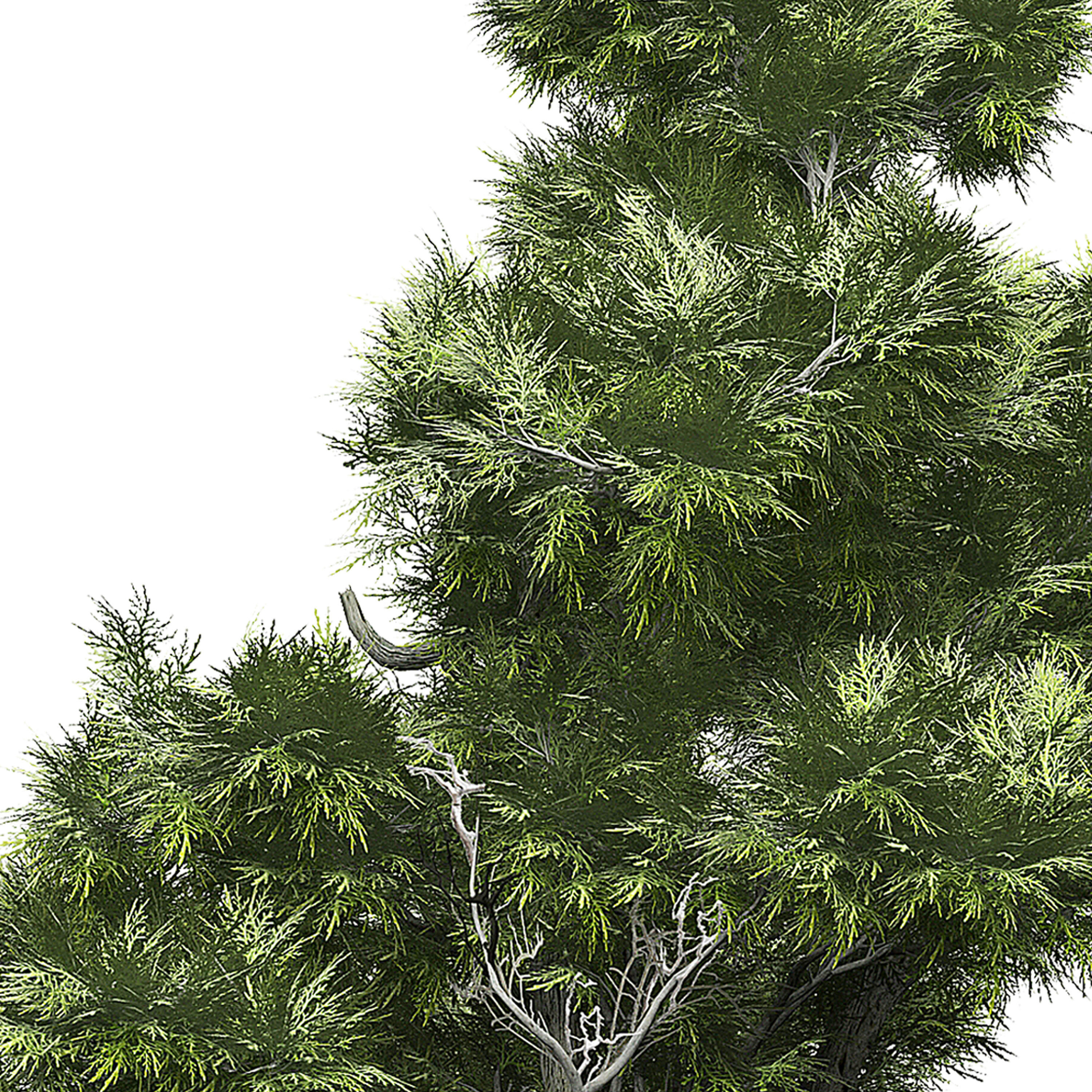 Flower Pack 151 3D model_2
