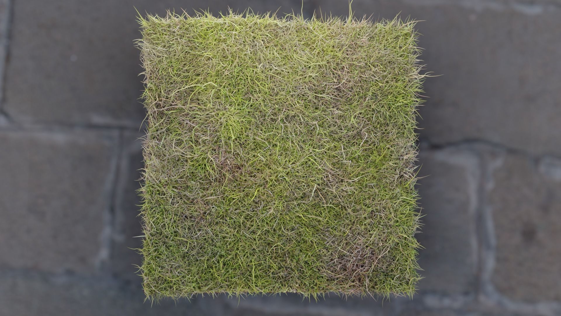 Forest Grass 3D model_3