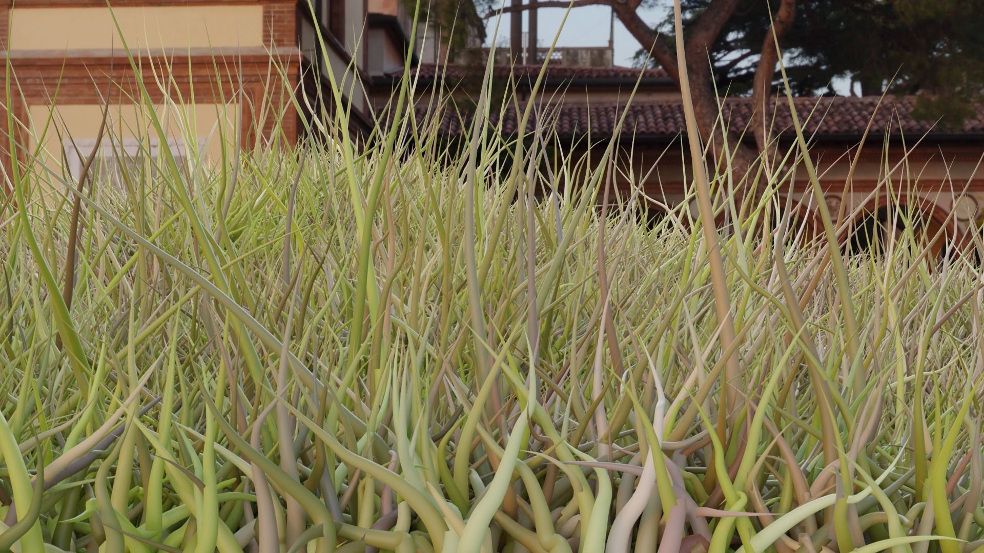 Forest Grass 3D model_5