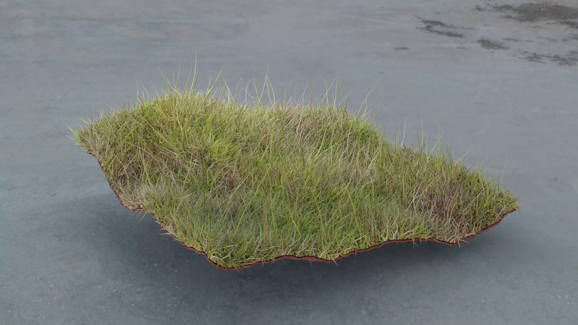 Forest Grass 3D model_0