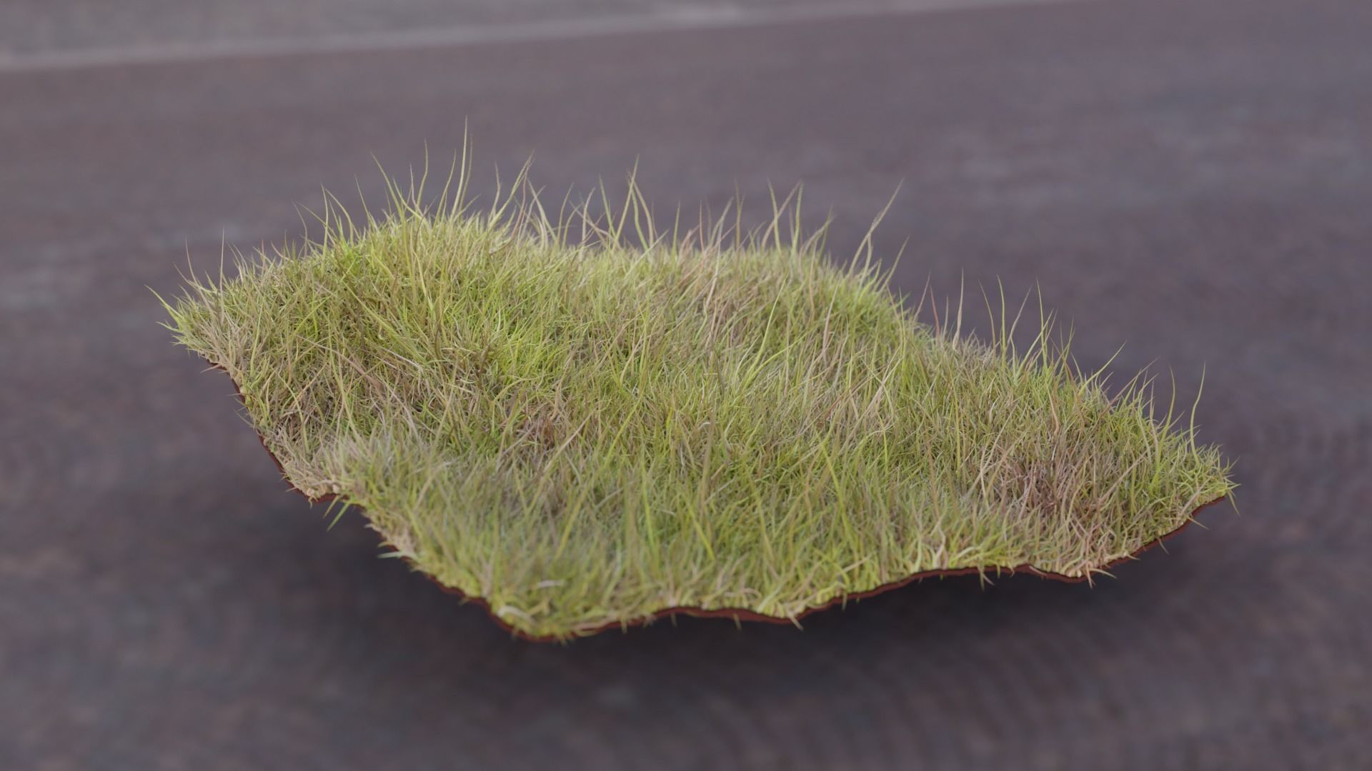 Forest Grass 3D model_1