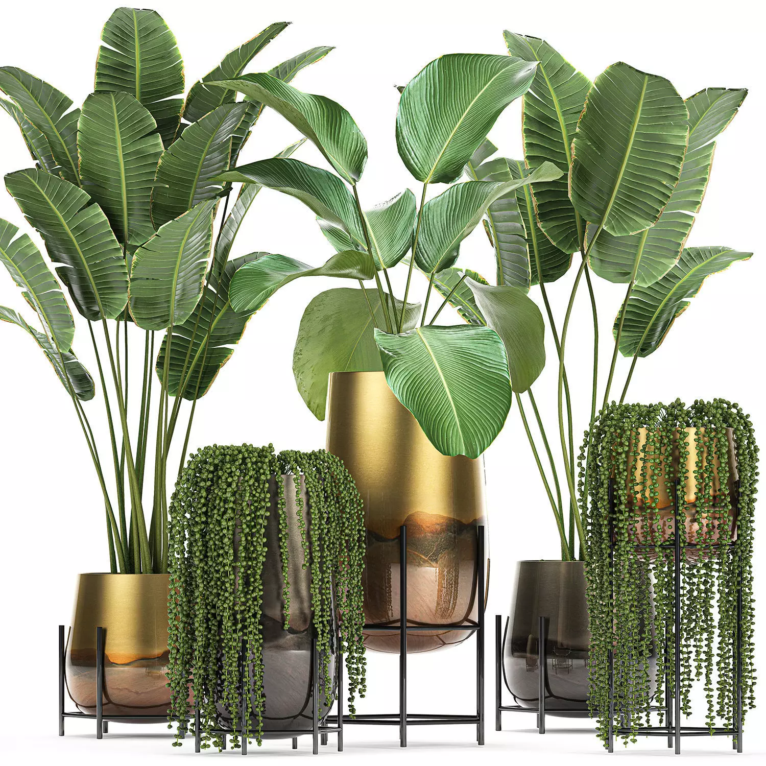 Houseplants in a gold pot for the interior 768 3D model