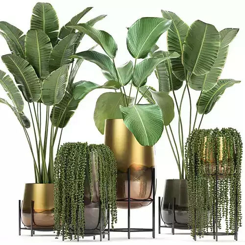 Houseplants in a gold pot for the interior 768