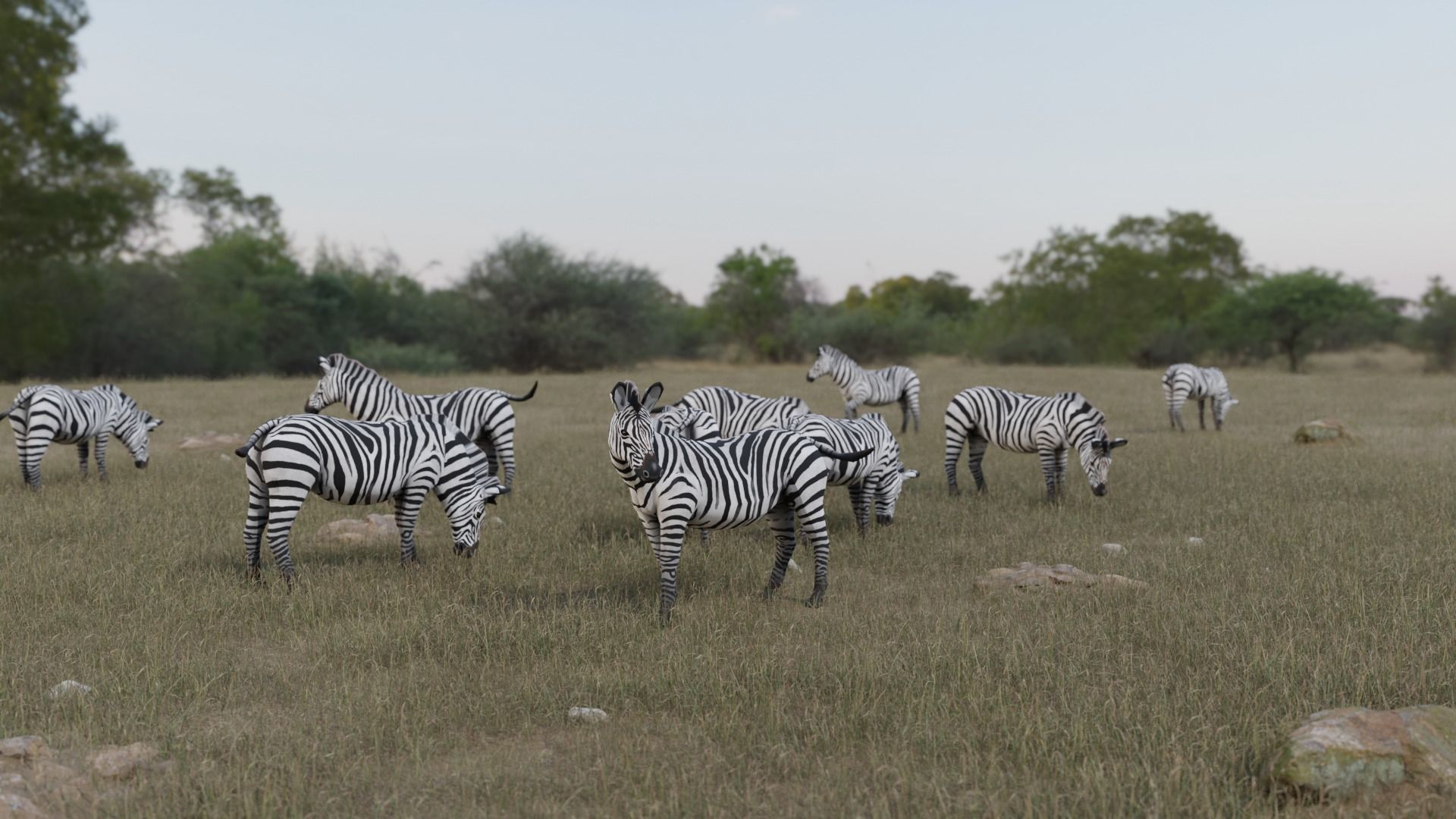 African Animals  3D Model Collection_24