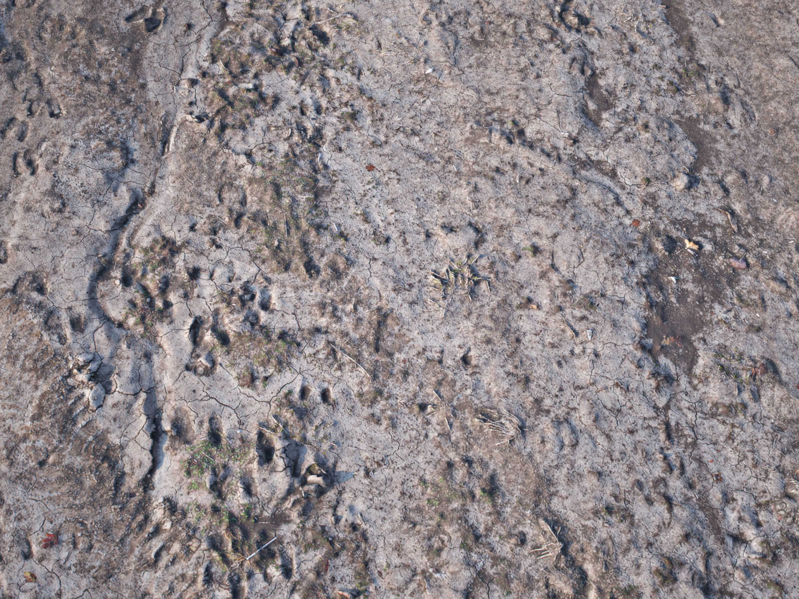 Dirt Road 3D Scan Low-poly 3D model_2