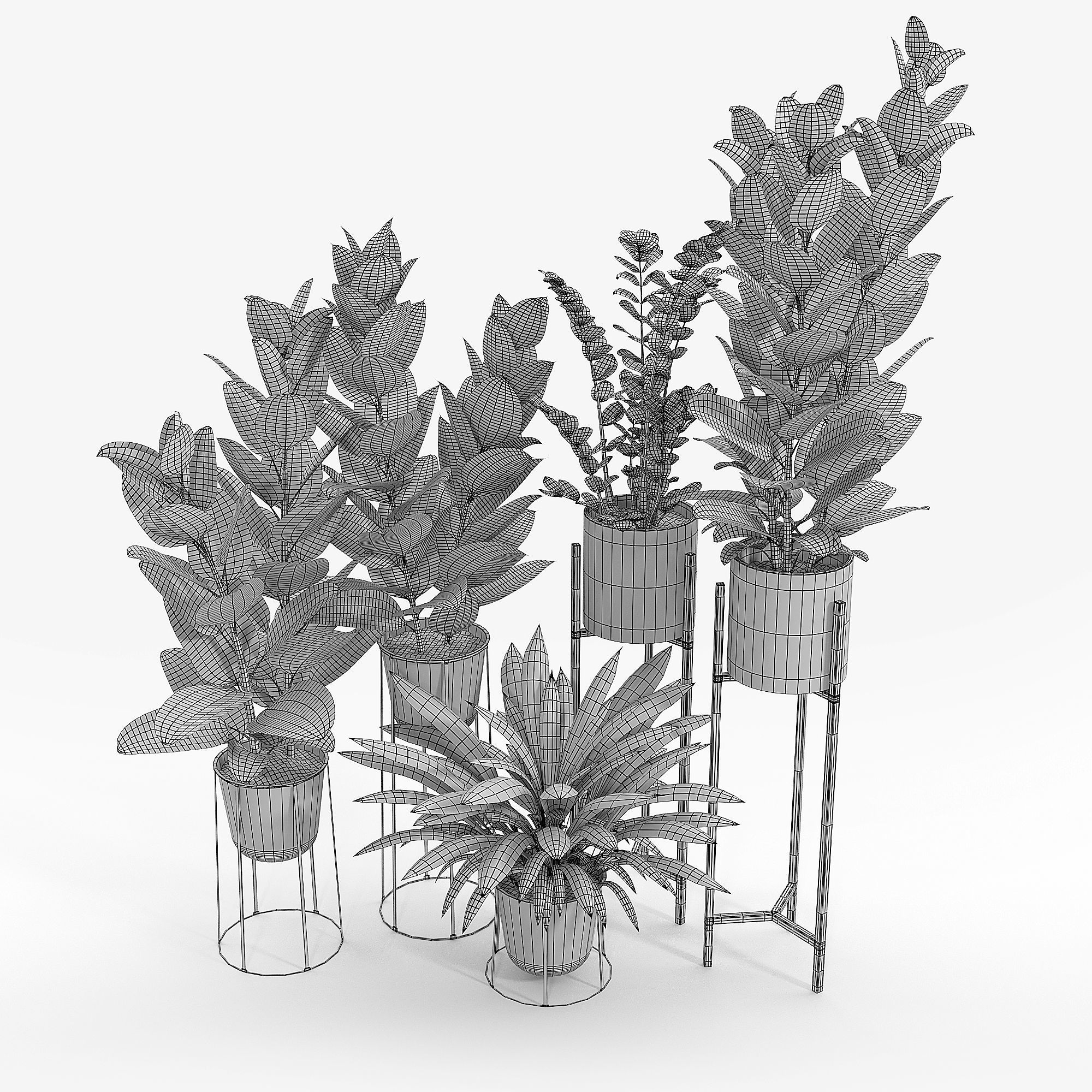 Set Ficus four potted plants 3D model_4