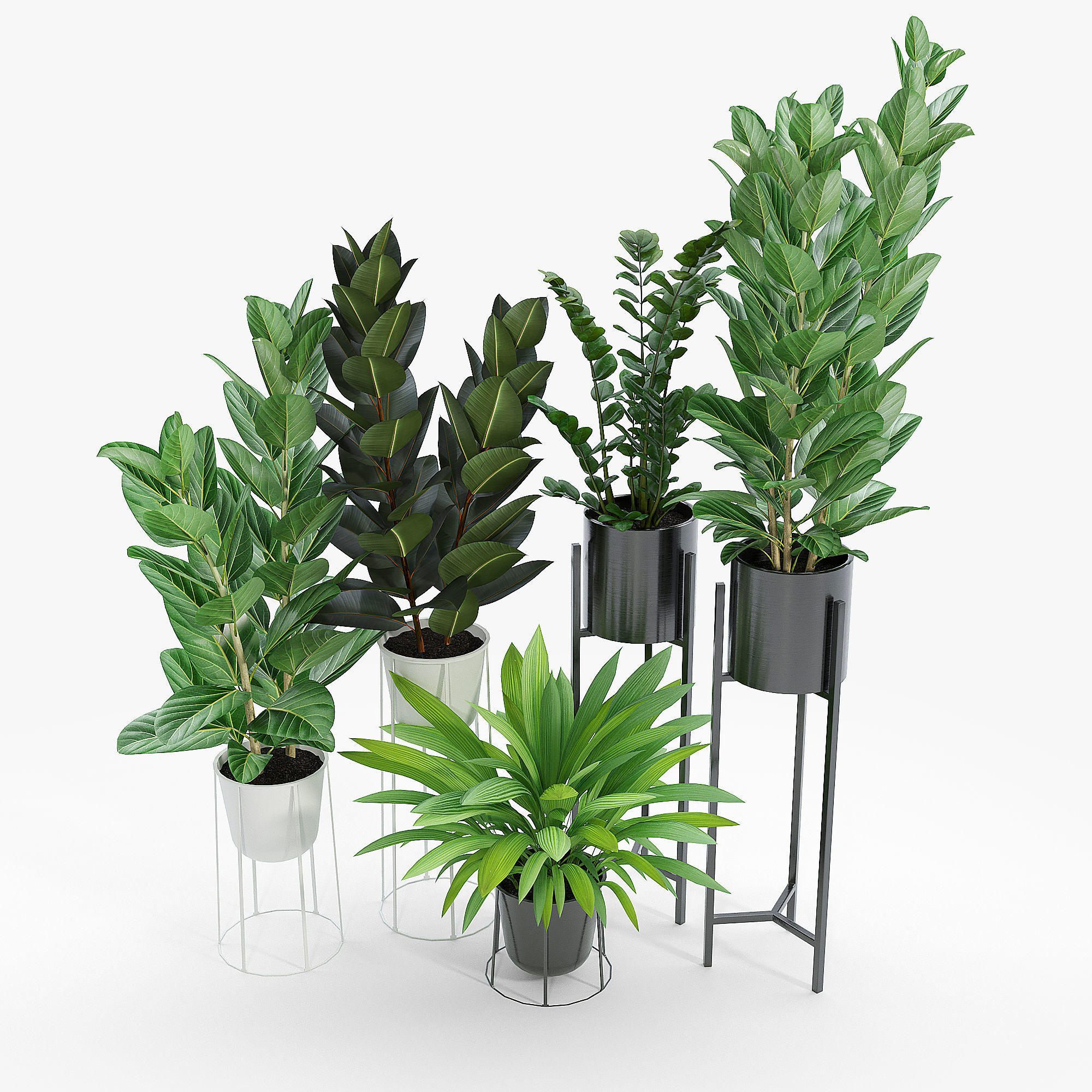 Set Ficus four potted plants 3D model_1