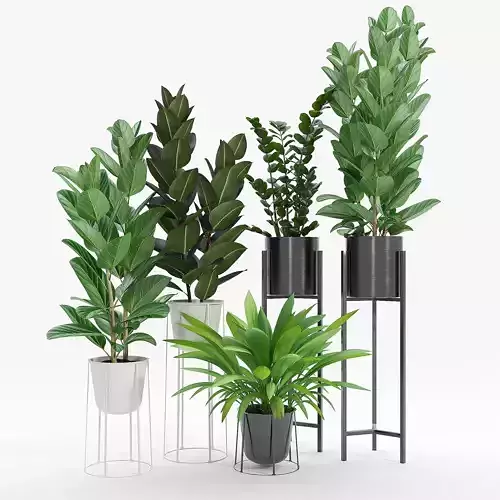 Set Ficus four potted plants