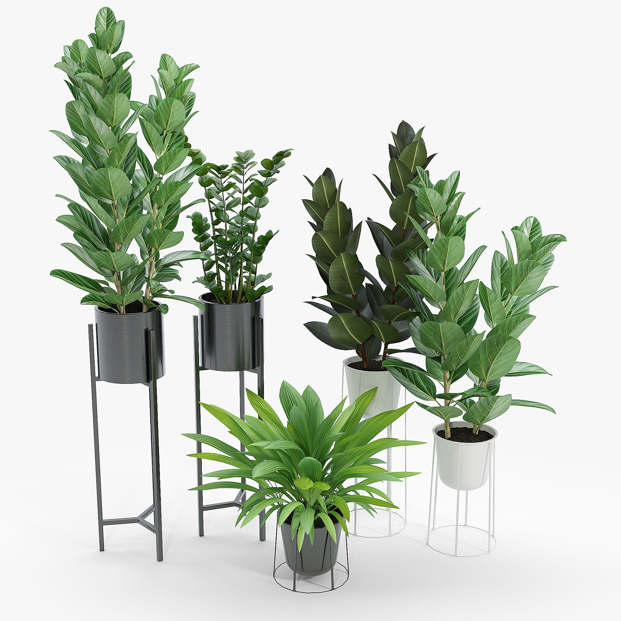 Set Ficus four potted plants 3D model_2