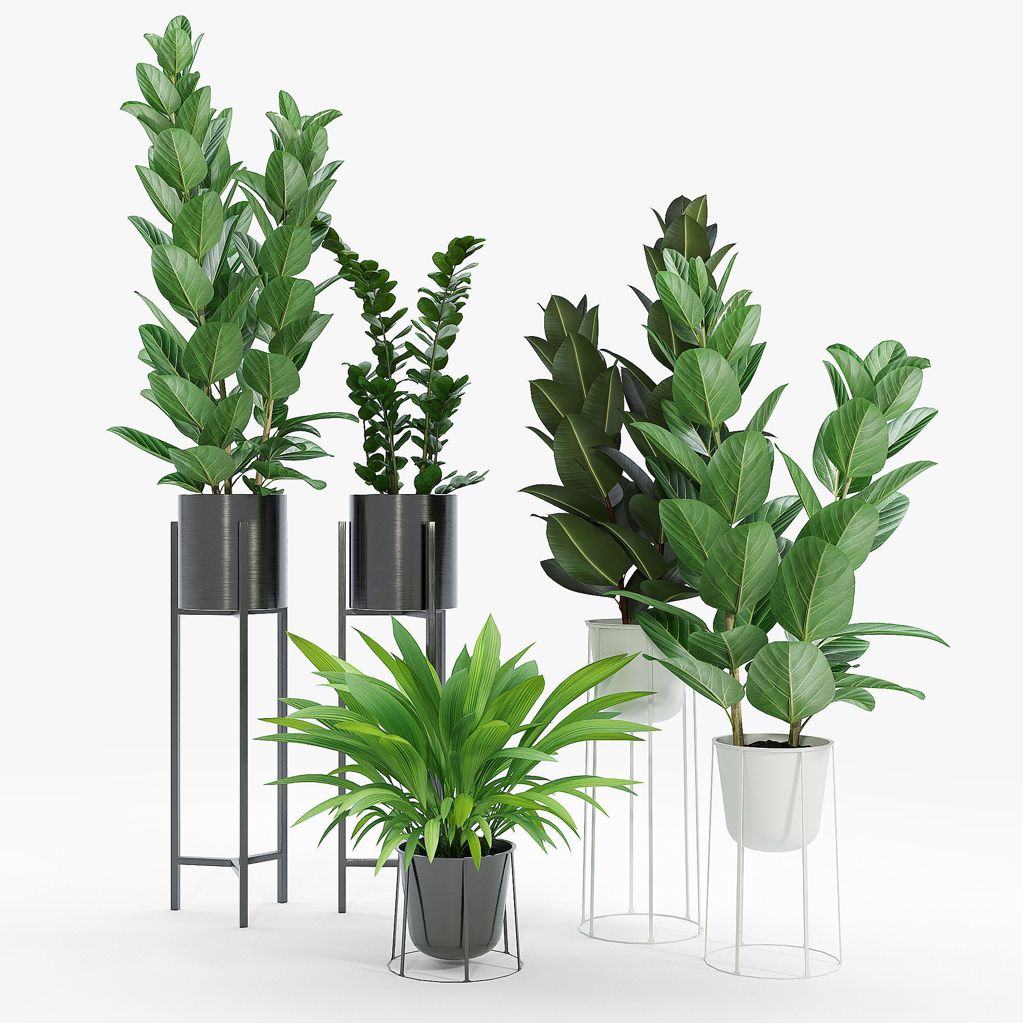 Set Ficus four potted plants 3D model_3