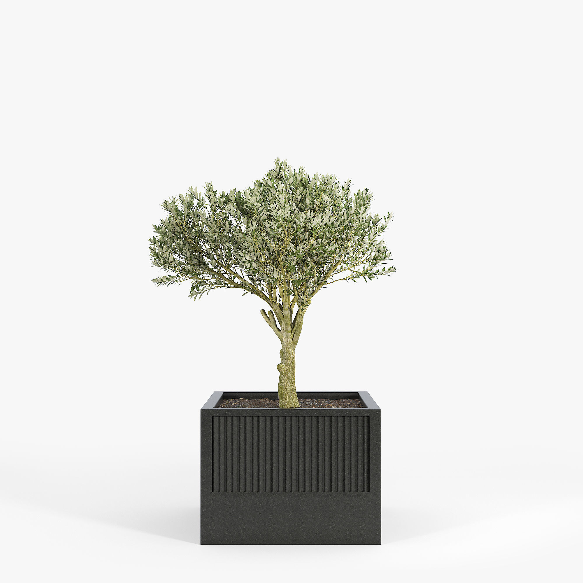 ICARIA Olea 3D model_5