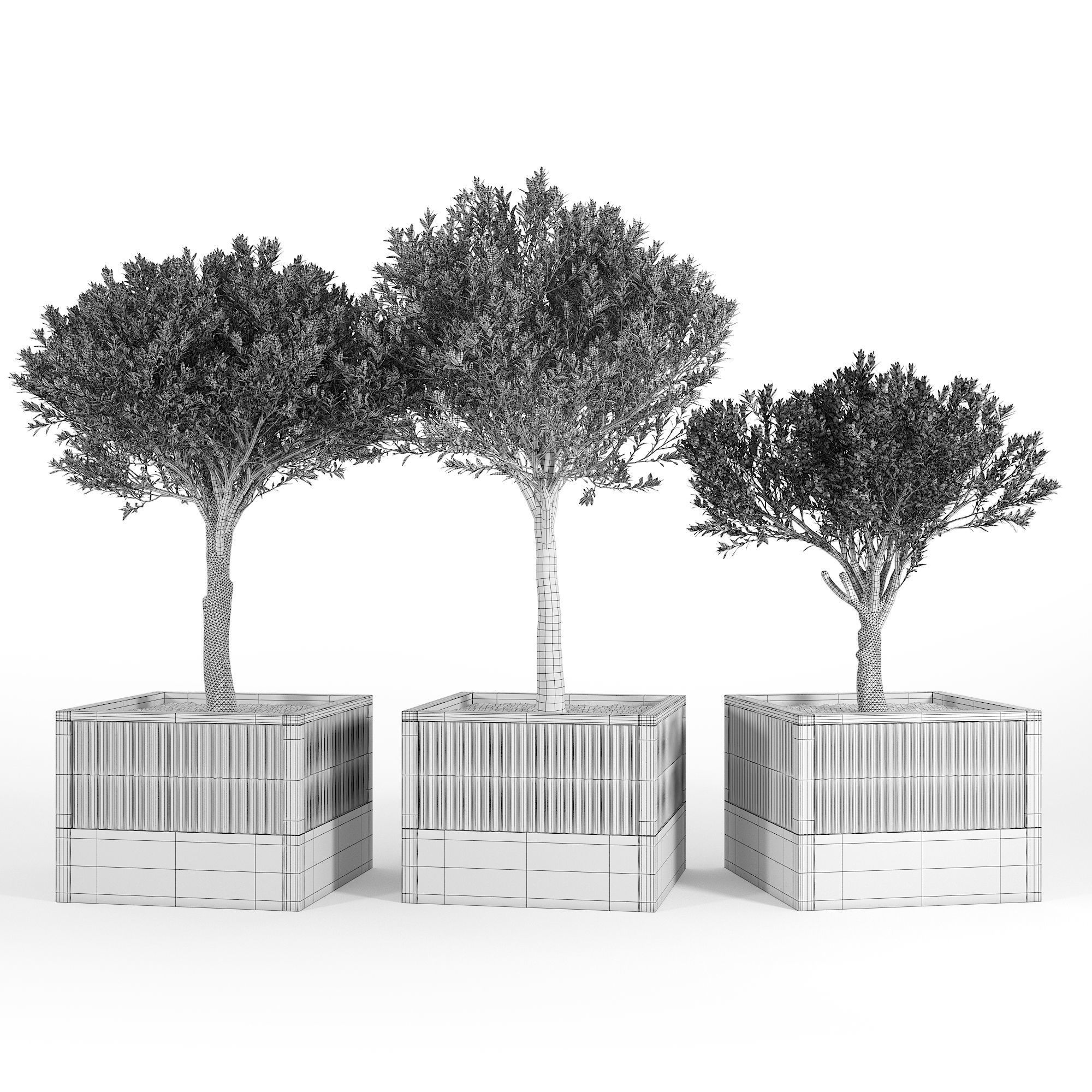 ICARIA Olea 3D model_6