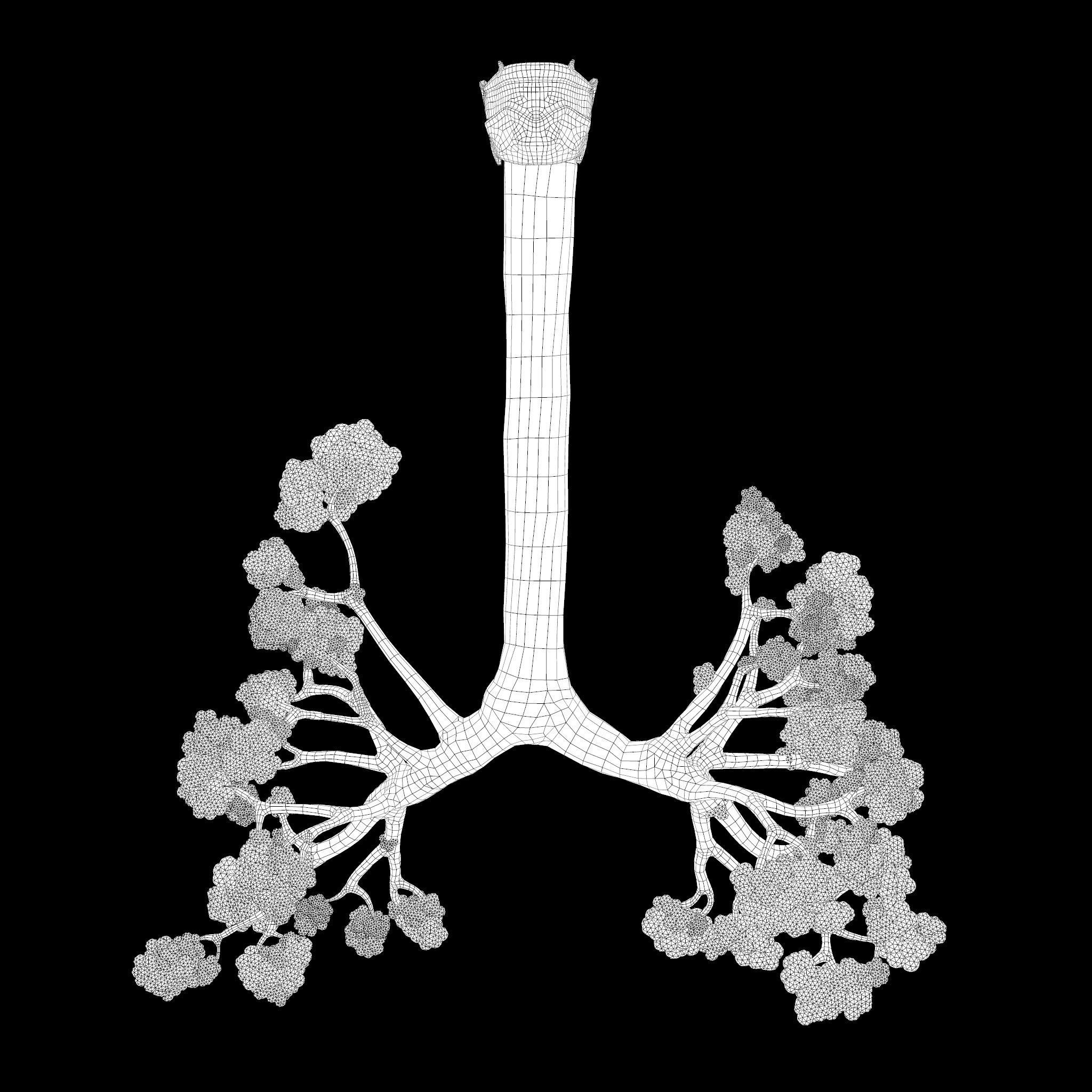 Human Respiratory System Lungs 3D model_8
