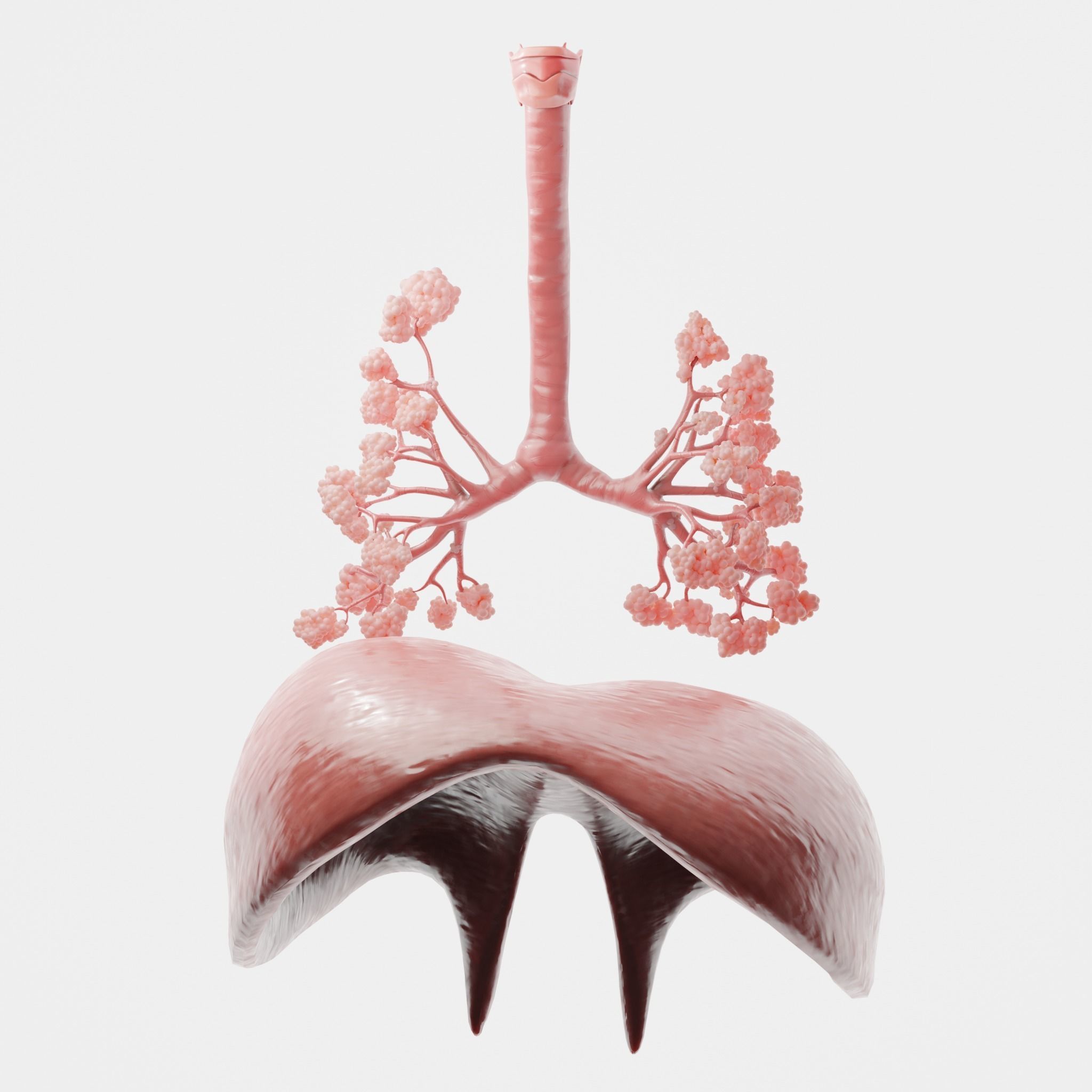 Human Respiratory System Lungs 3D model_2