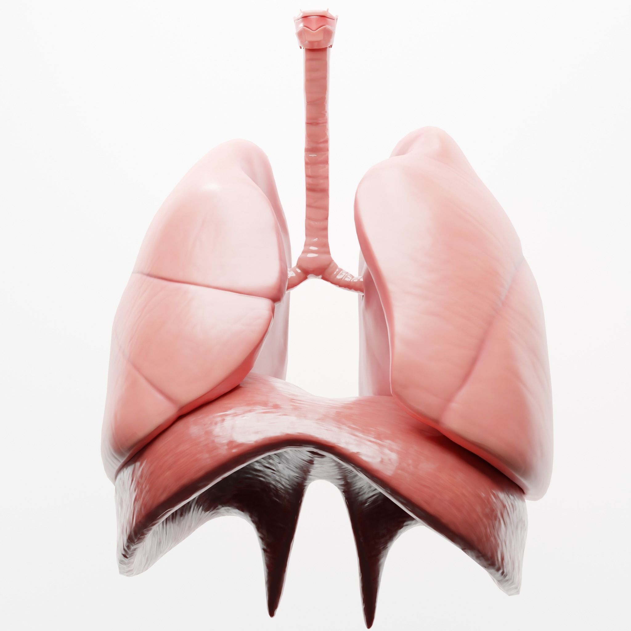 Human Respiratory System Lungs 3D model_1