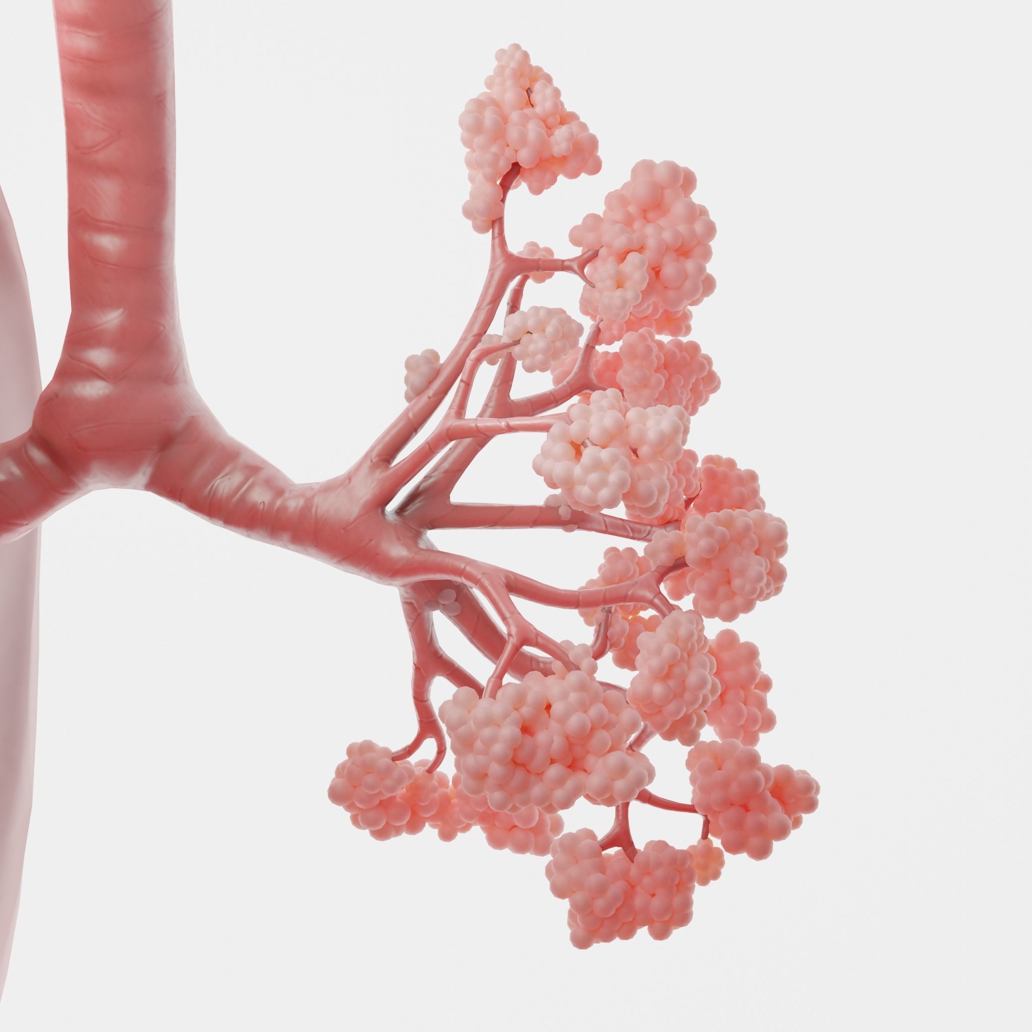 Human Respiratory System Lungs 3D model_3