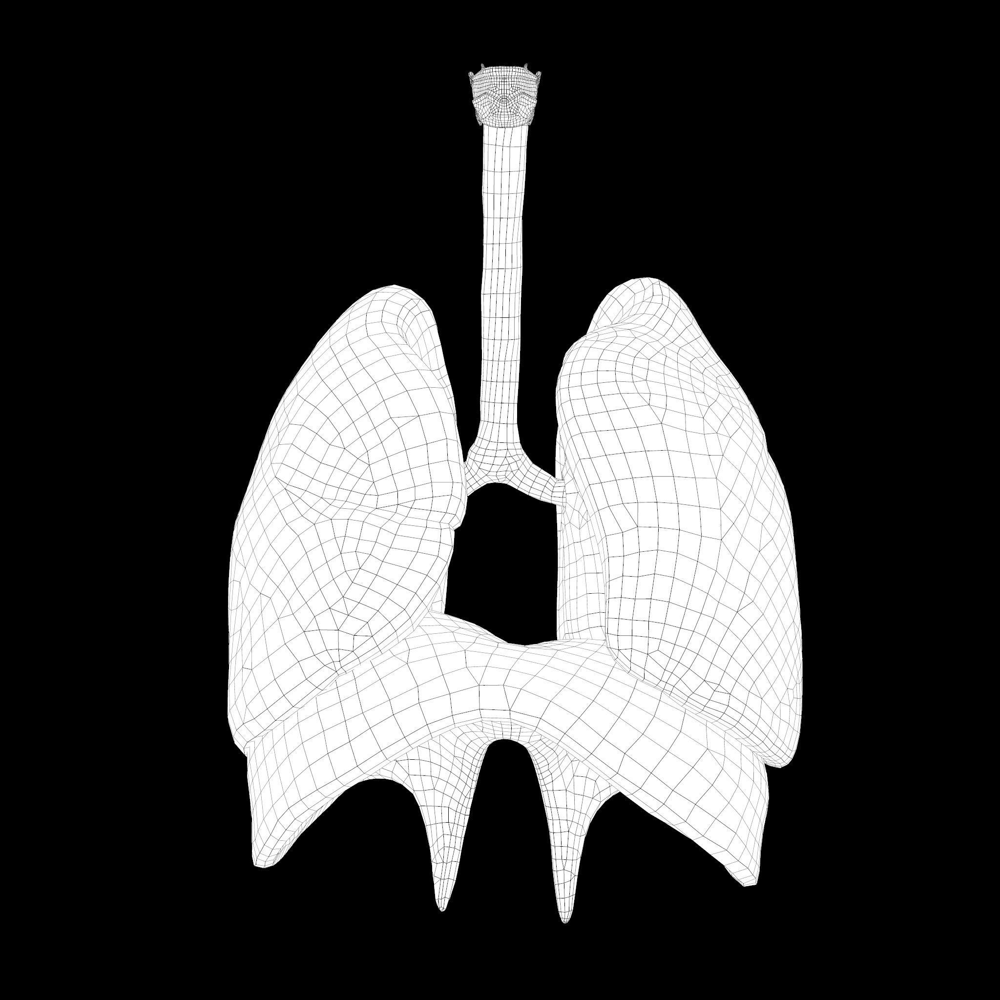 Human Respiratory System Lungs 3D model_7