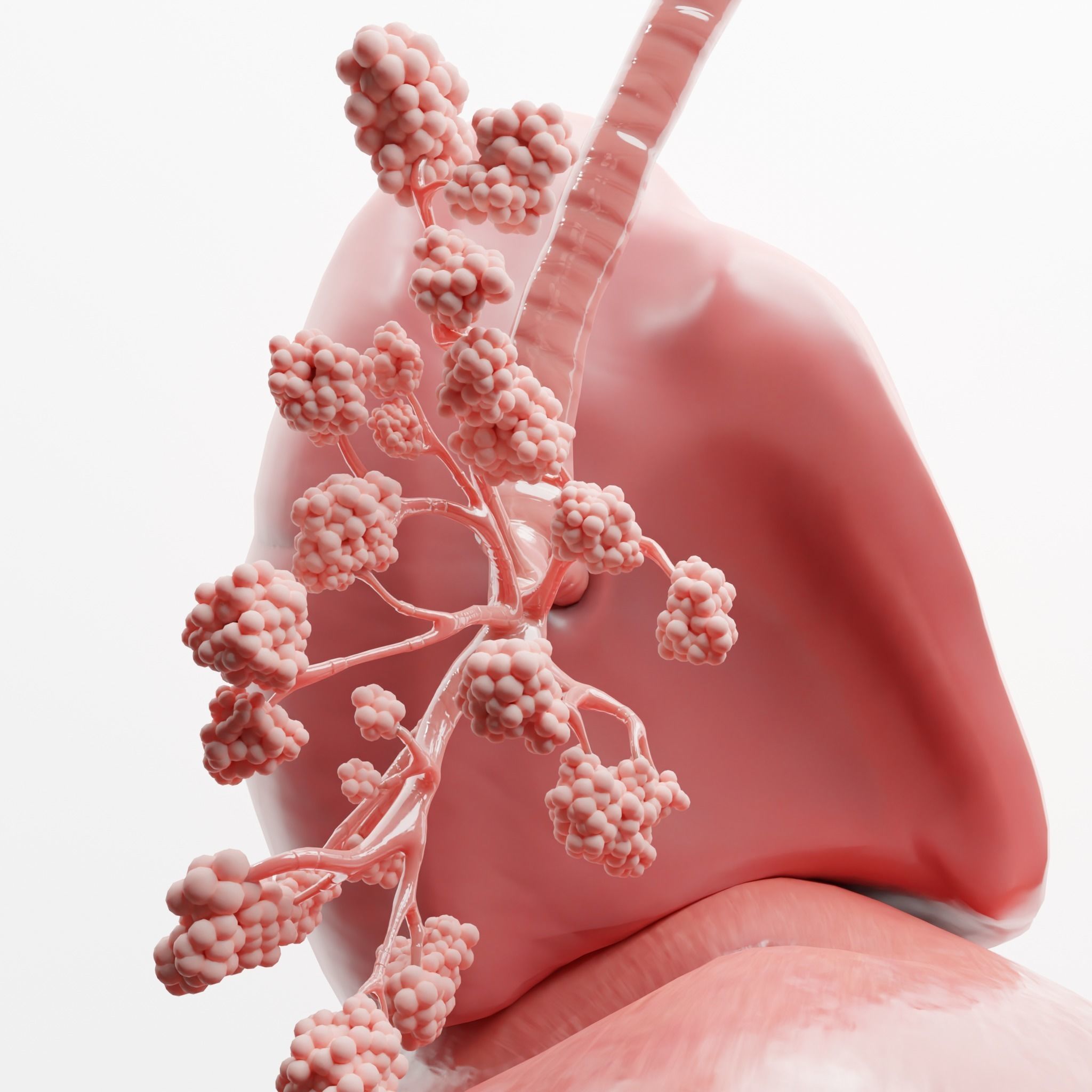 Human Respiratory System Lungs 3D model_6