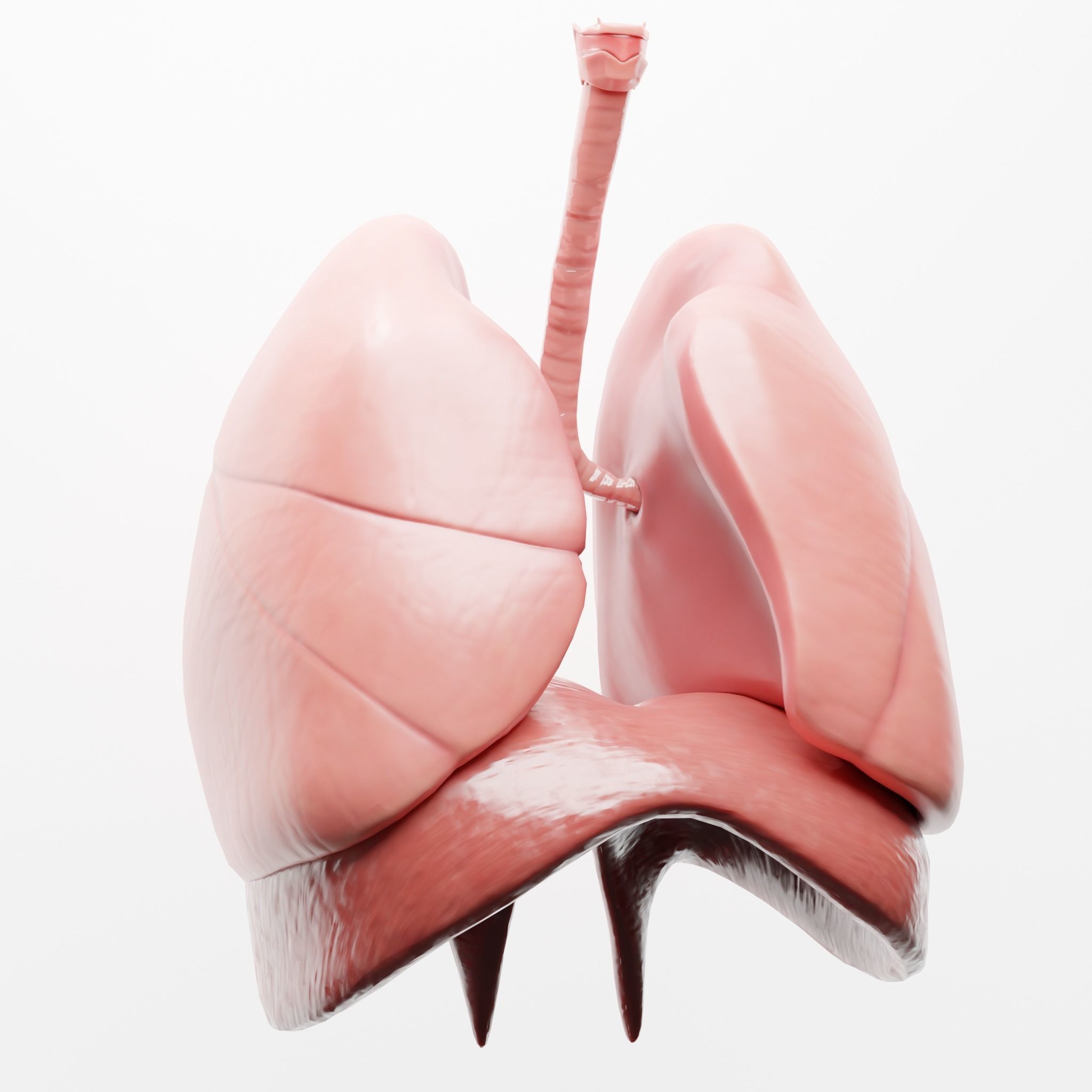 Human Respiratory System Lungs 3D model_4