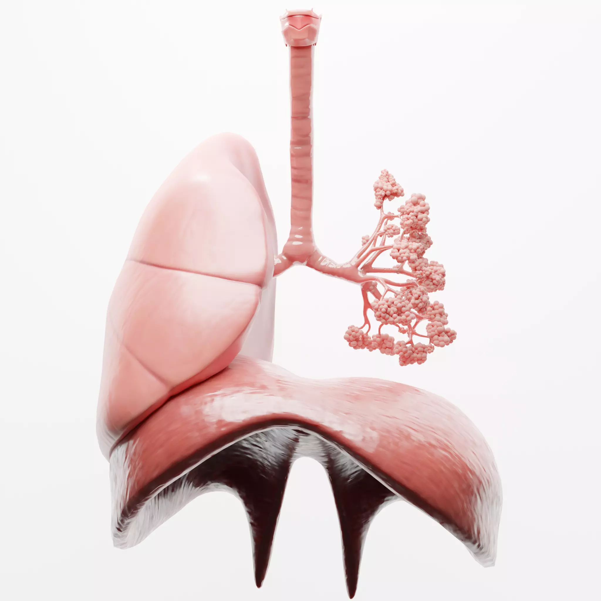 Human Respiratory System Lungs 3D model_0