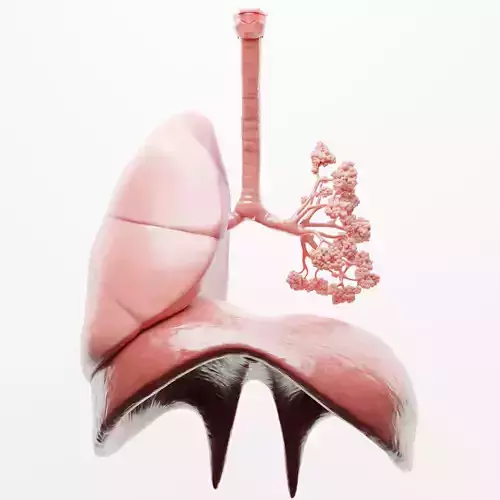 Human Respiratory System Lungs 3D model