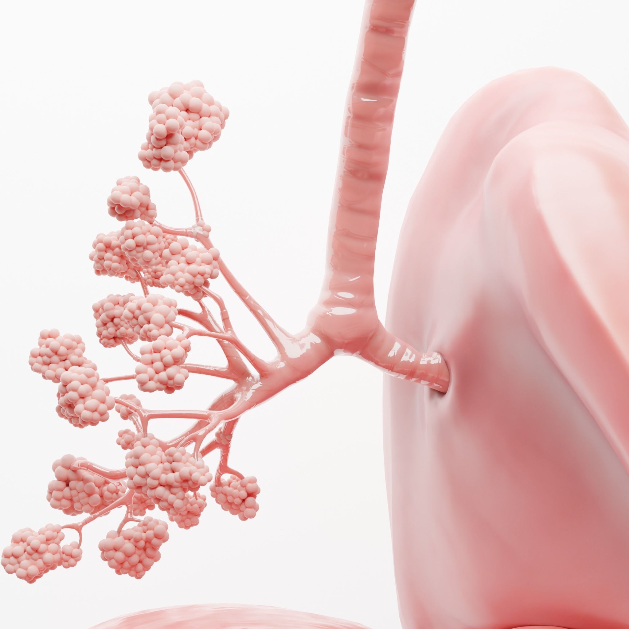 Human Respiratory System Lungs 3D model_5
