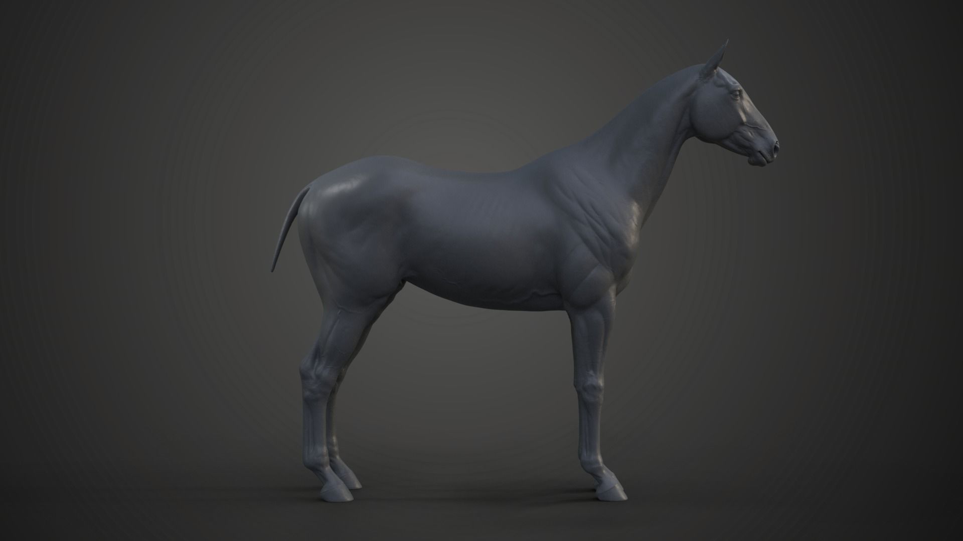 Horse Model 3D model_1