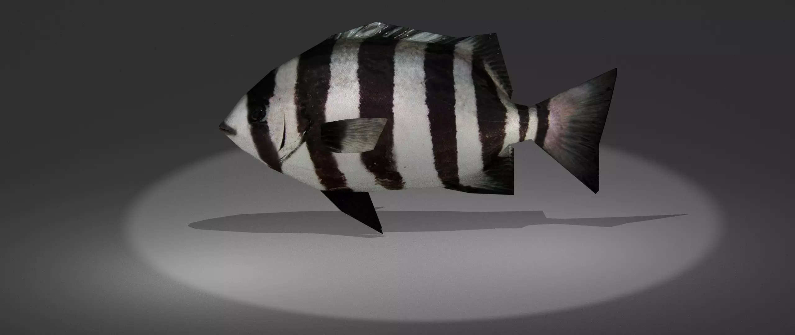 Archosargus fish with stripes Low-poly 3D model