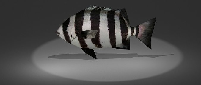 Archosargus fish with stripes Low-poly 3D model