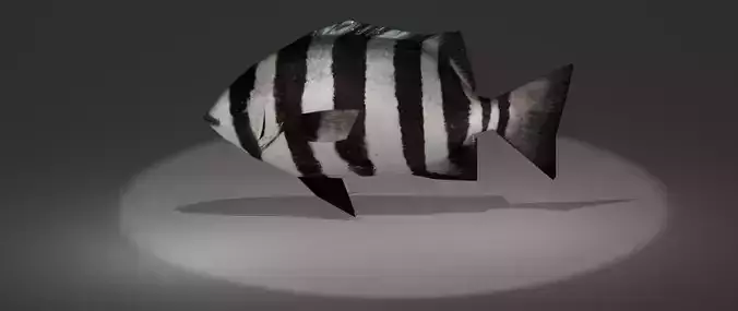 Archosargus fish with stripes