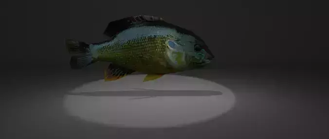 Bluegill fish with light shining Free low-poly 3D model