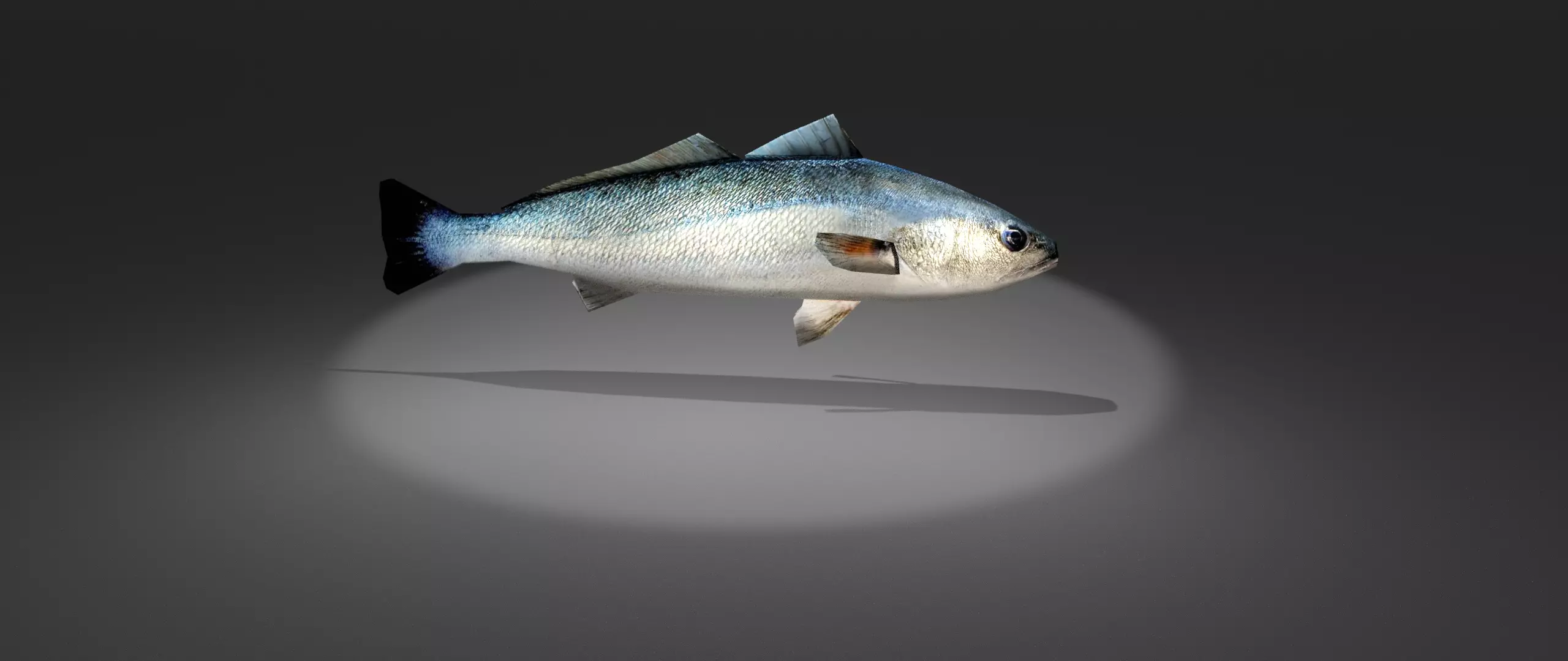 Corvina fish with light shining Low-poly 3D model