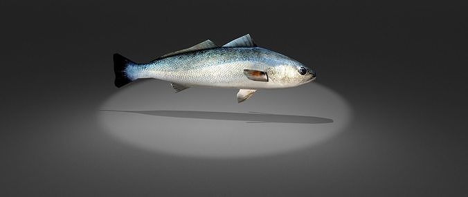 Corvina fish with light shining Low-poly 3D model
