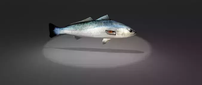 Corvina fish with light shining